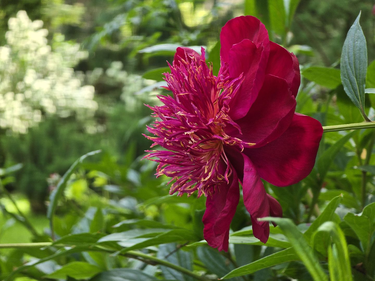 Коломна, цветоводство, сад, цветы,