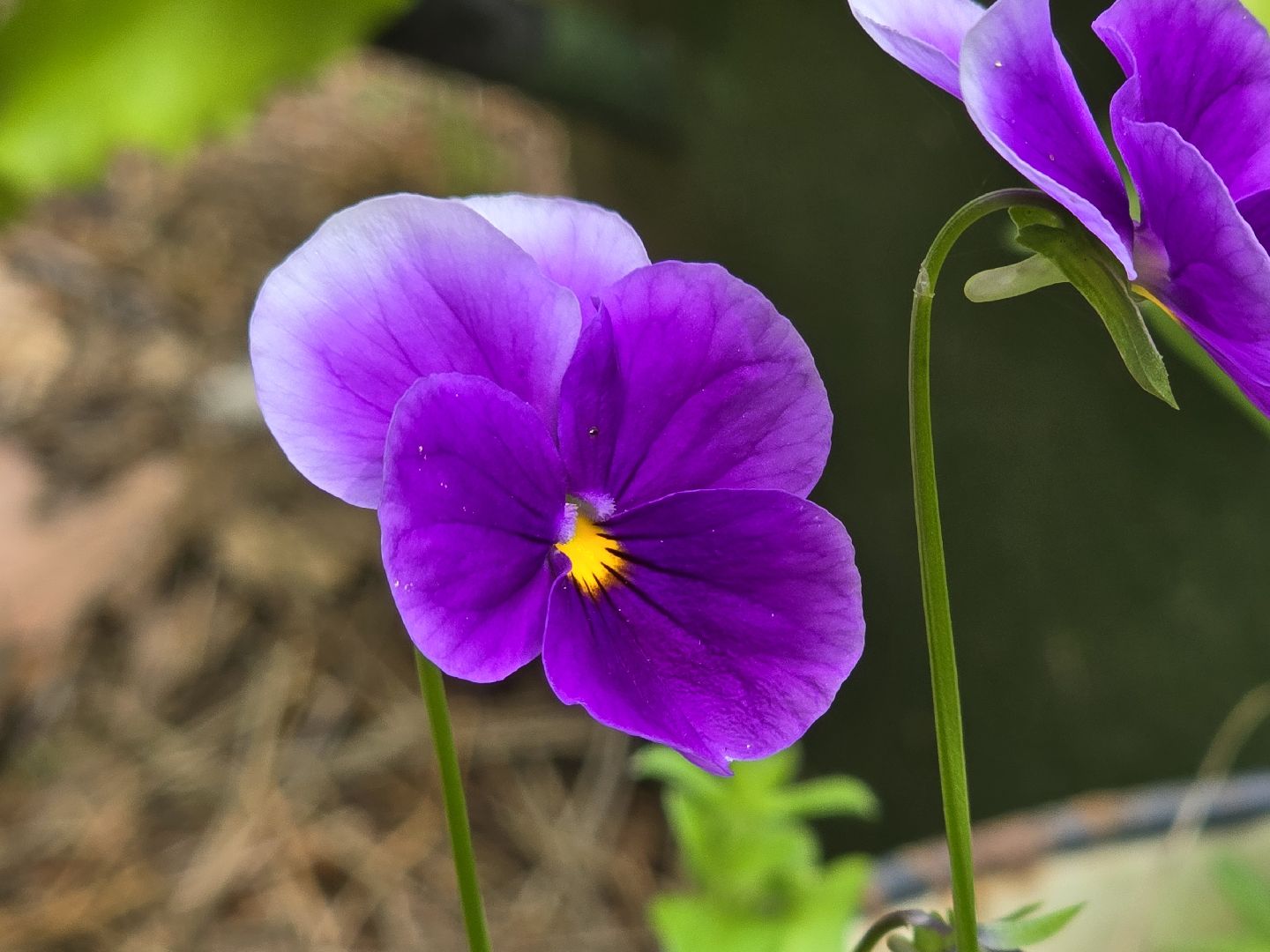 Коломна, цветоводство, сад, цветы,