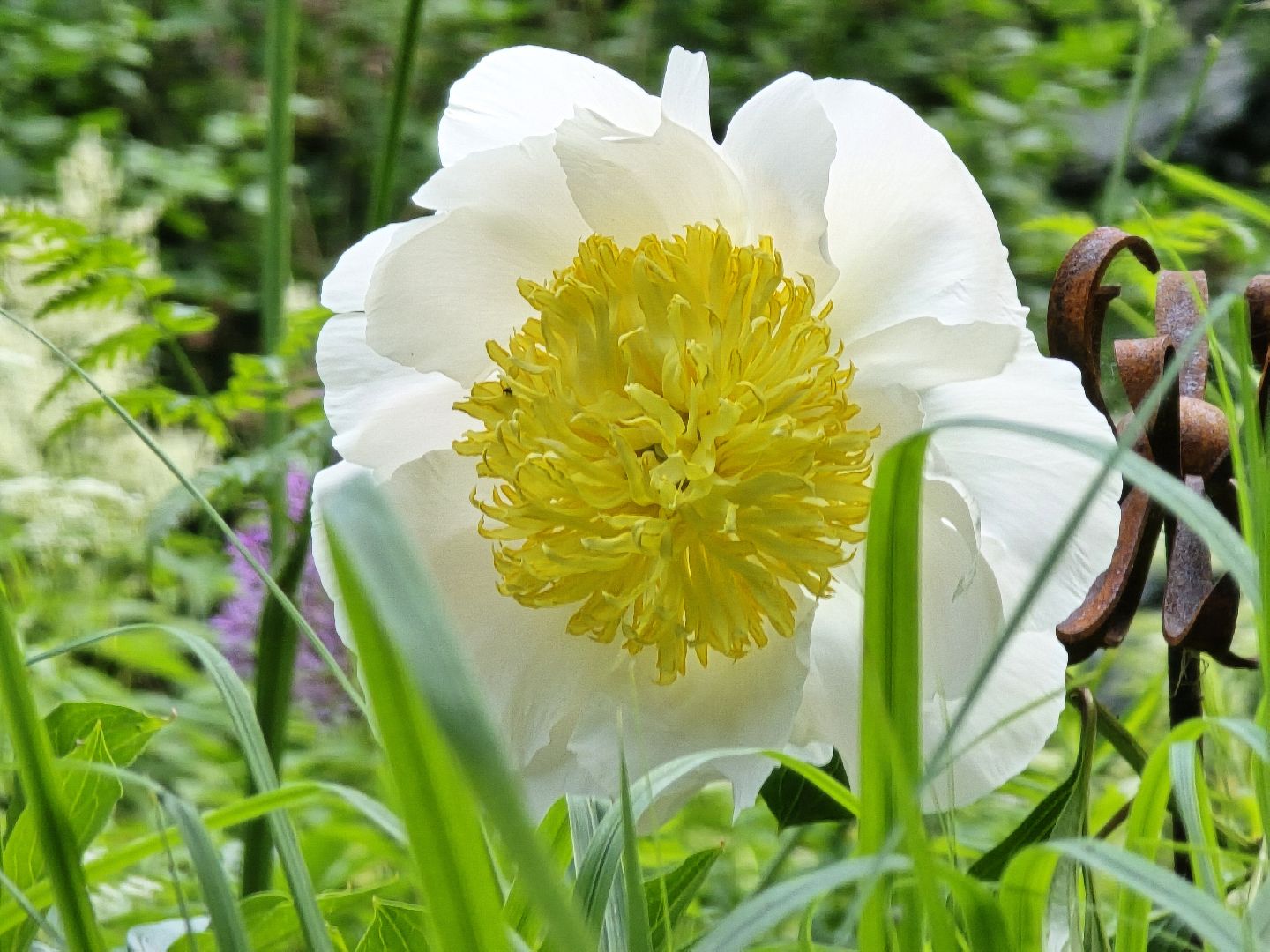 Коломна, цветоводство, сад, цветы,