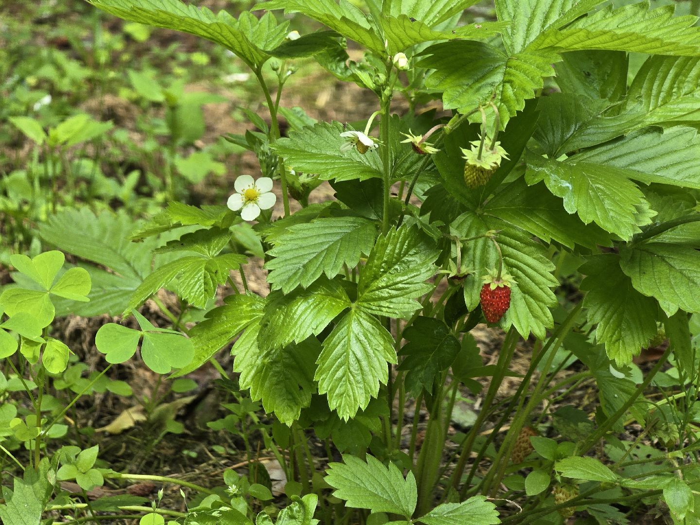 Коломна, цветоводство, сад, цветы,