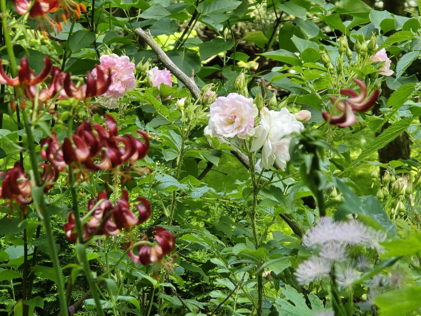 Коломна, цветоводство, сад, цветы,