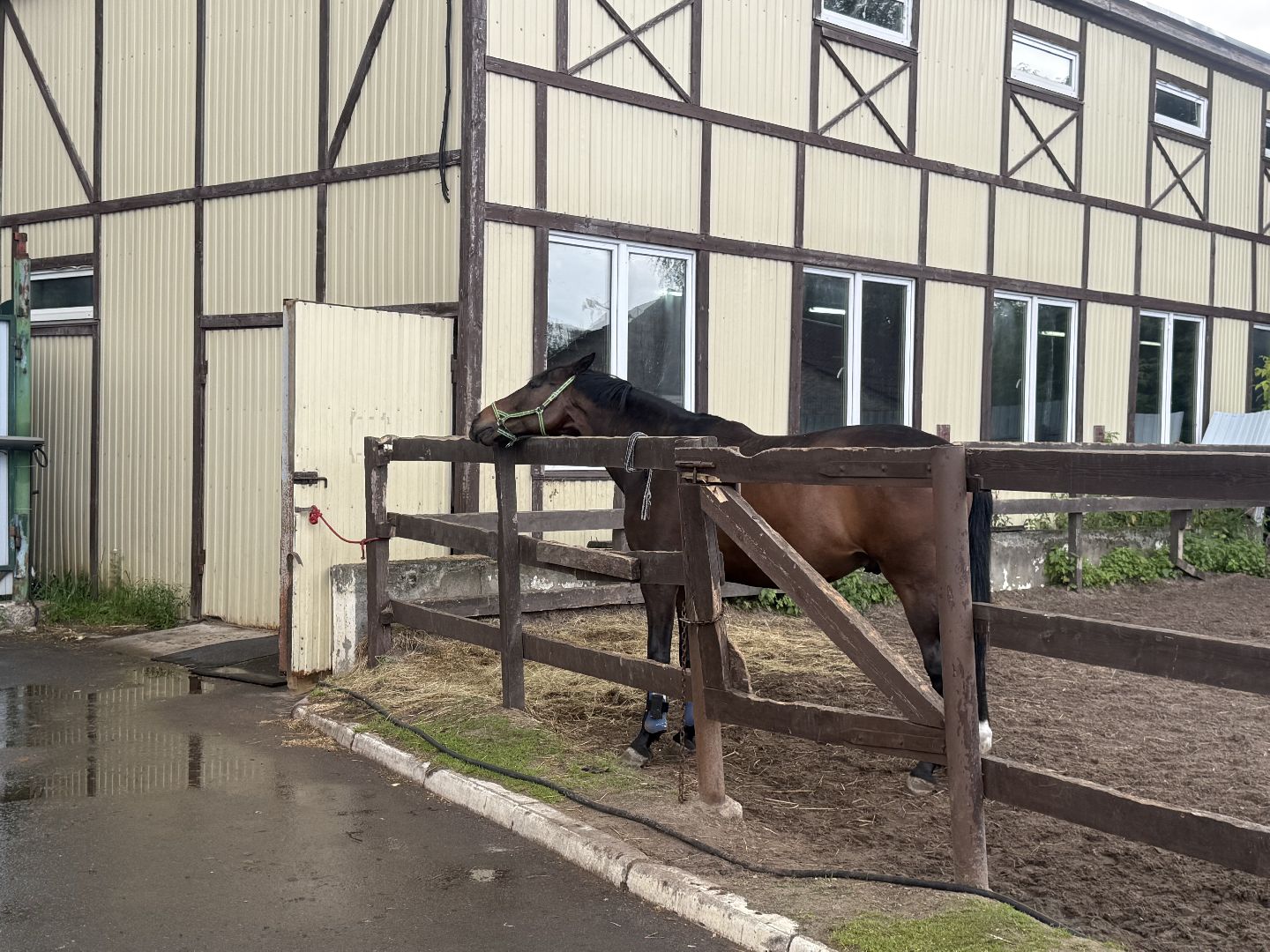 котельники, конный спорт, школа олимпийского резерва, белка, дети,