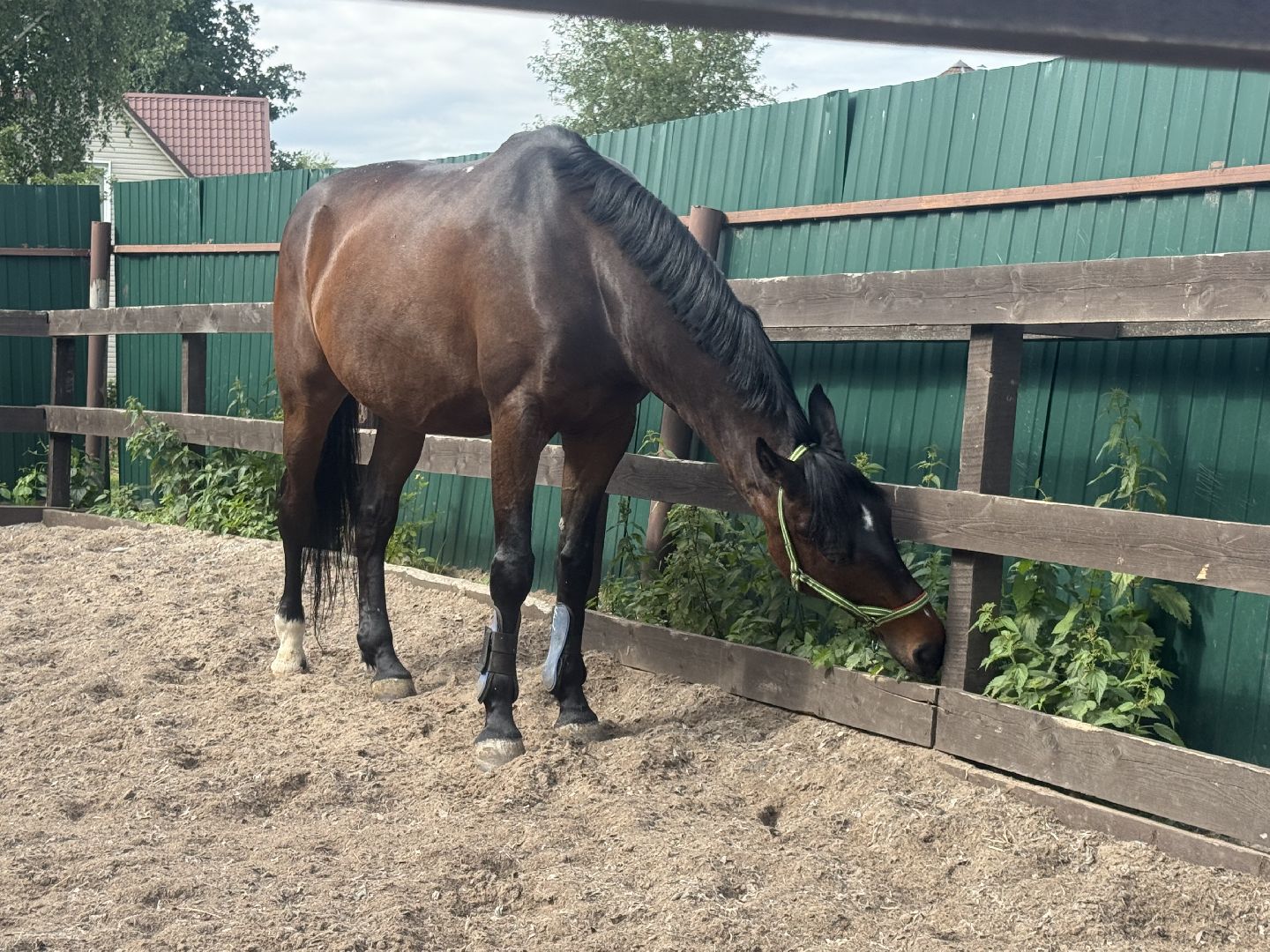 котельники, конный спорт, школа олимпийского резерва, белка, дети,