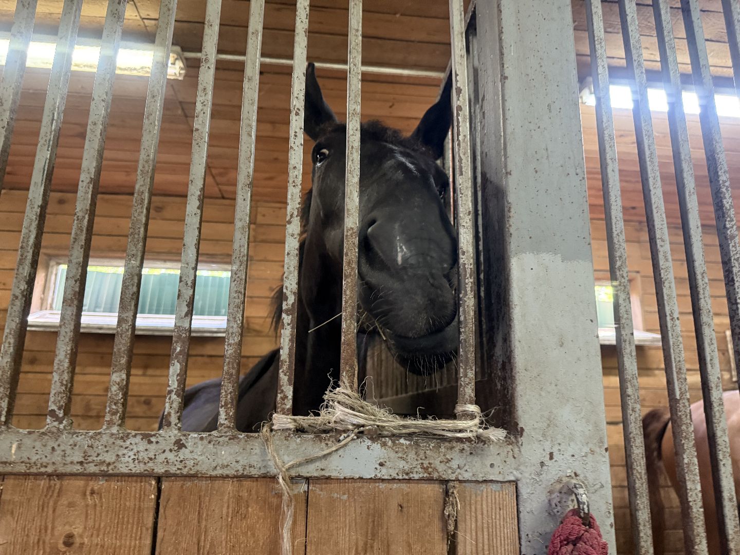 котельники, конный спорт, школа олимпийского резерва, белка, дети,