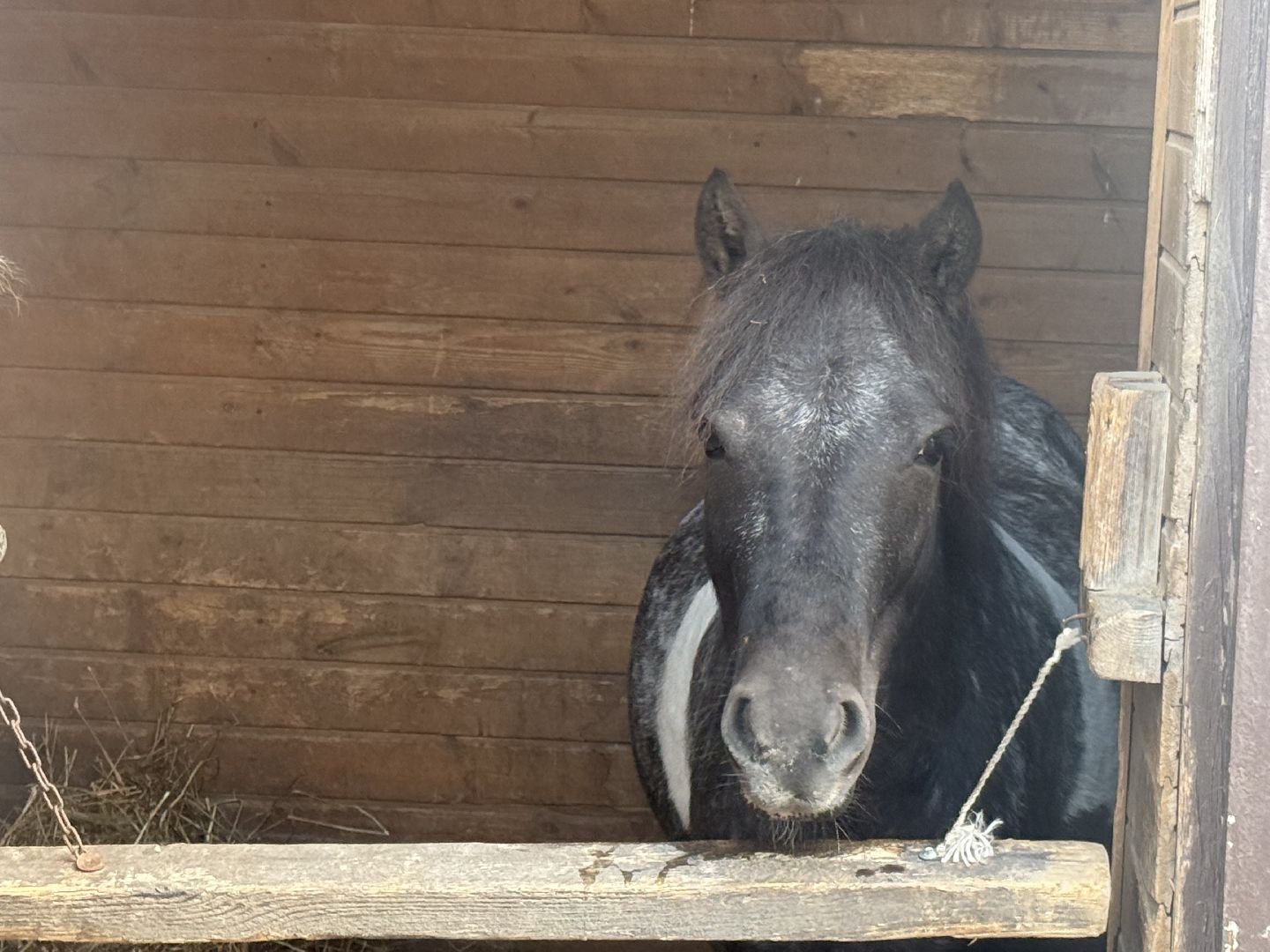 котельники, конный спорт, школа олимпийского резерва, белка, дети,
