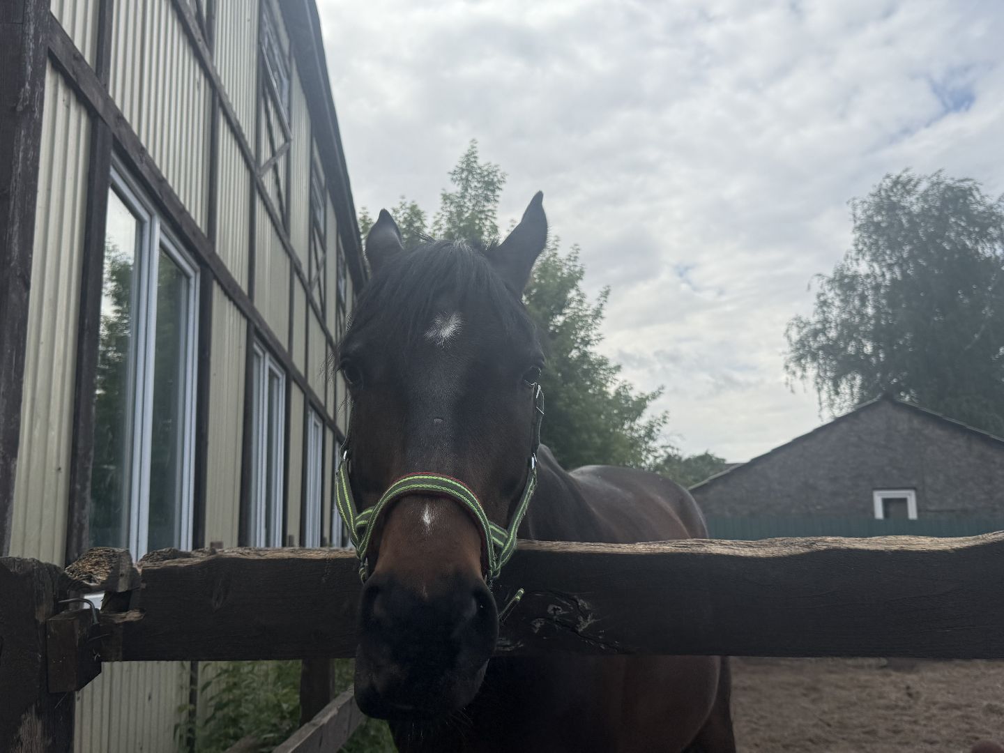 котельники, конный спорт, школа олимпийского резерва, белка, дети,