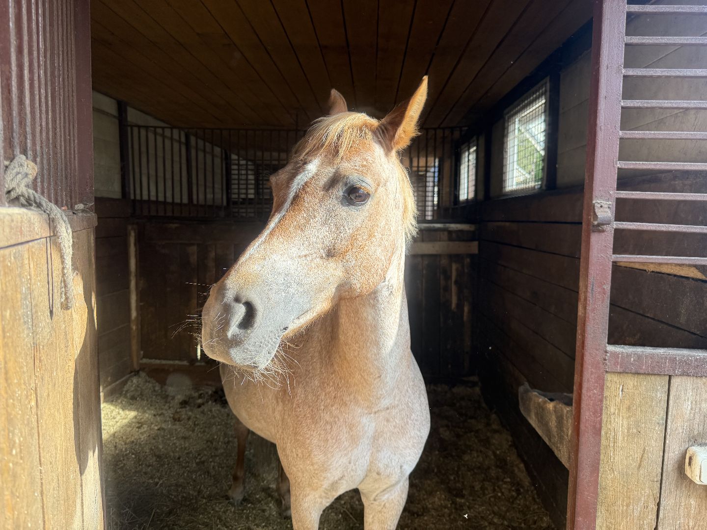 котельники, конный спорт, школа олимпийского резерва, белка, дети,