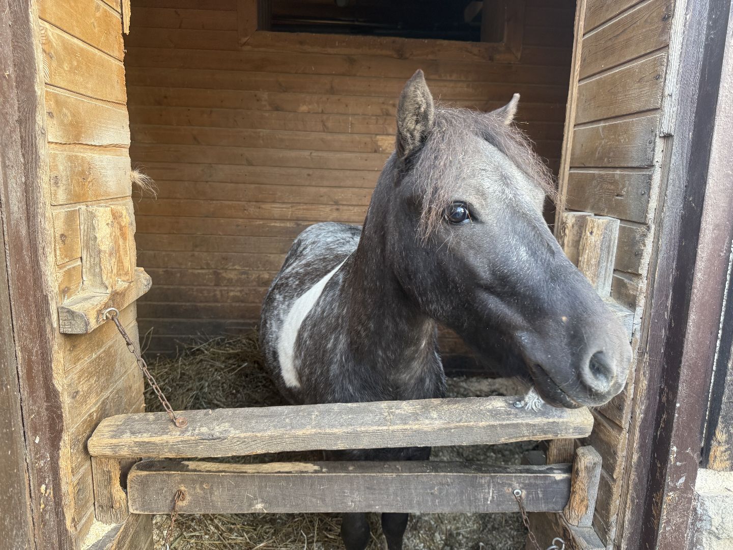 котельники, конный спорт, школа олимпийского резерва, белка, дети,