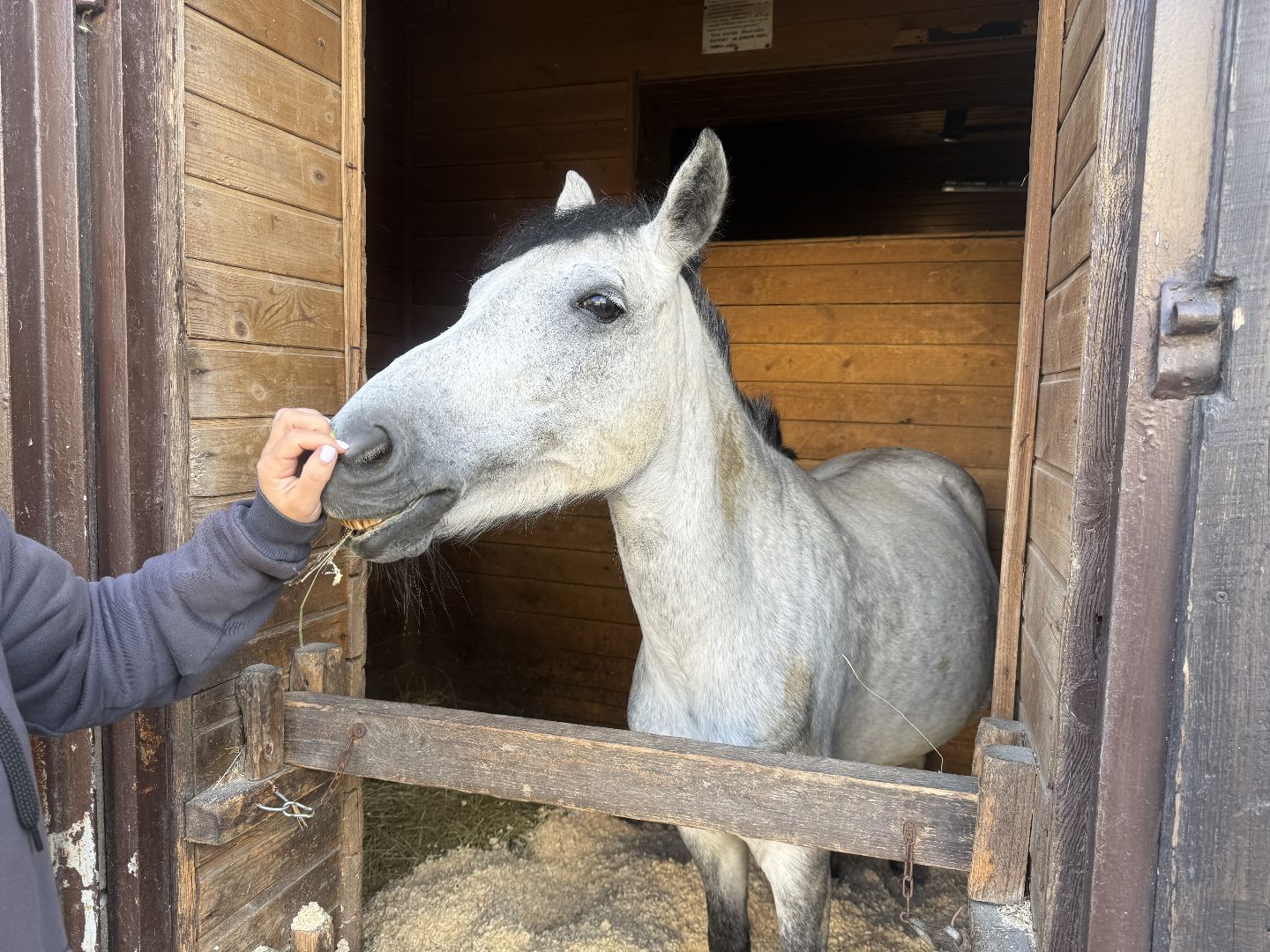 конкур, соревнования, конный спорт, школа олимпийского резерва, котельники, тренер, победа,