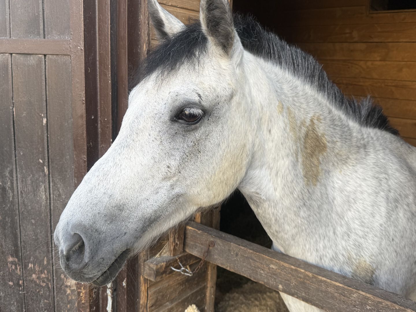 конкур, соревнования, конный спорт, школа олимпийского резерва, котельники, тренер, победа,