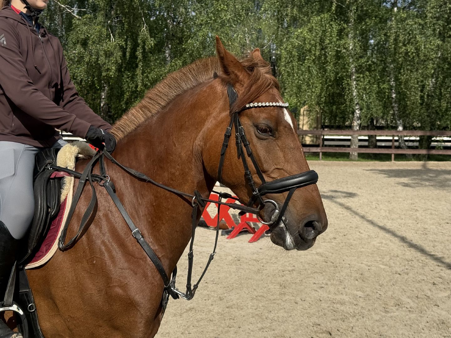 конкур, соревнования, конный спорт, школа олимпийского резерва, котельники, тренер, победа,