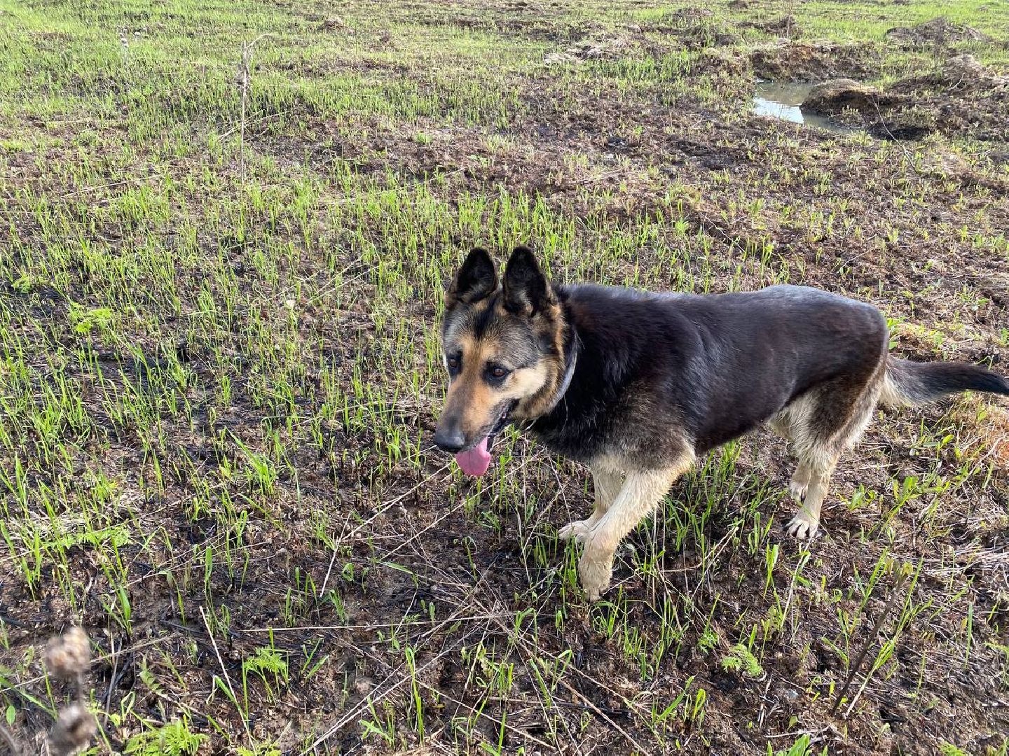 Ступино, ветклиника, клещи, животные, медицина