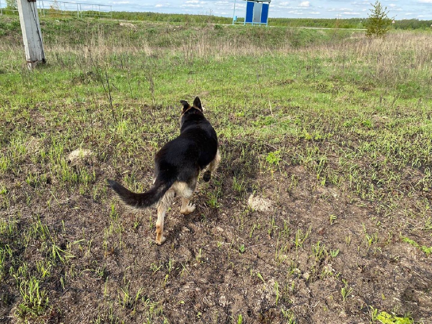 Ступино, ветклиника, клещи, животные, медицина