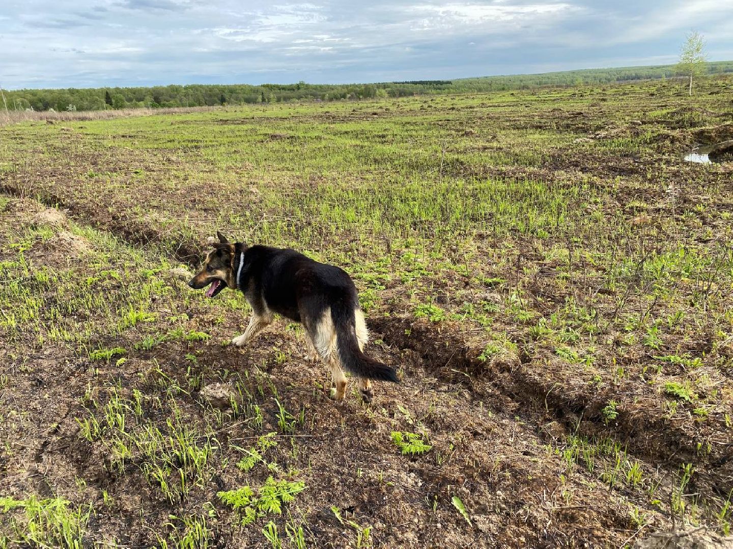 Ступино, ветклиника, клещи, животные, медицина