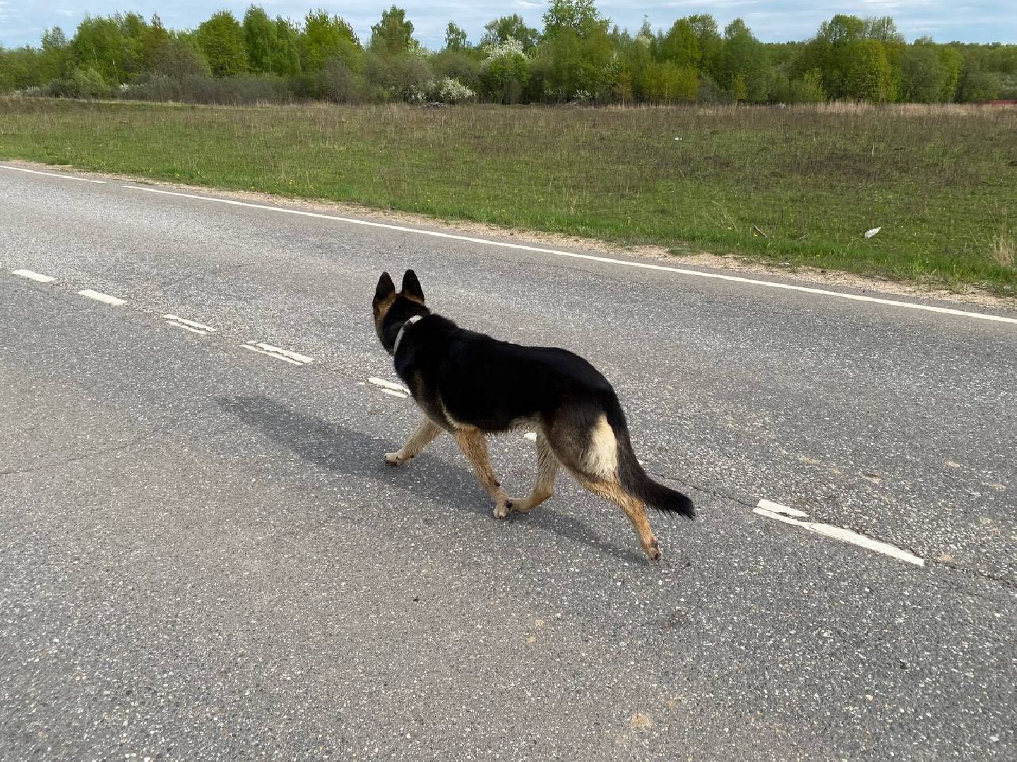 Ступино, ветклиника, клещи, животные, медицина