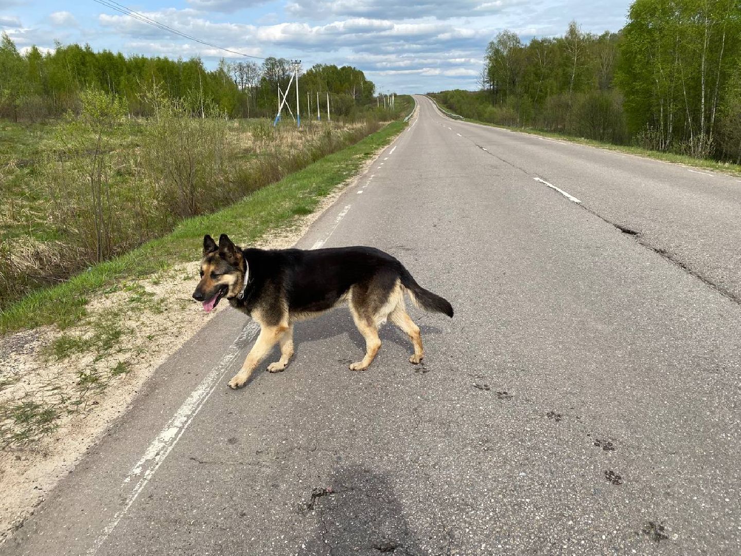 Ступино, ветклиника, клещи, животные, медицина