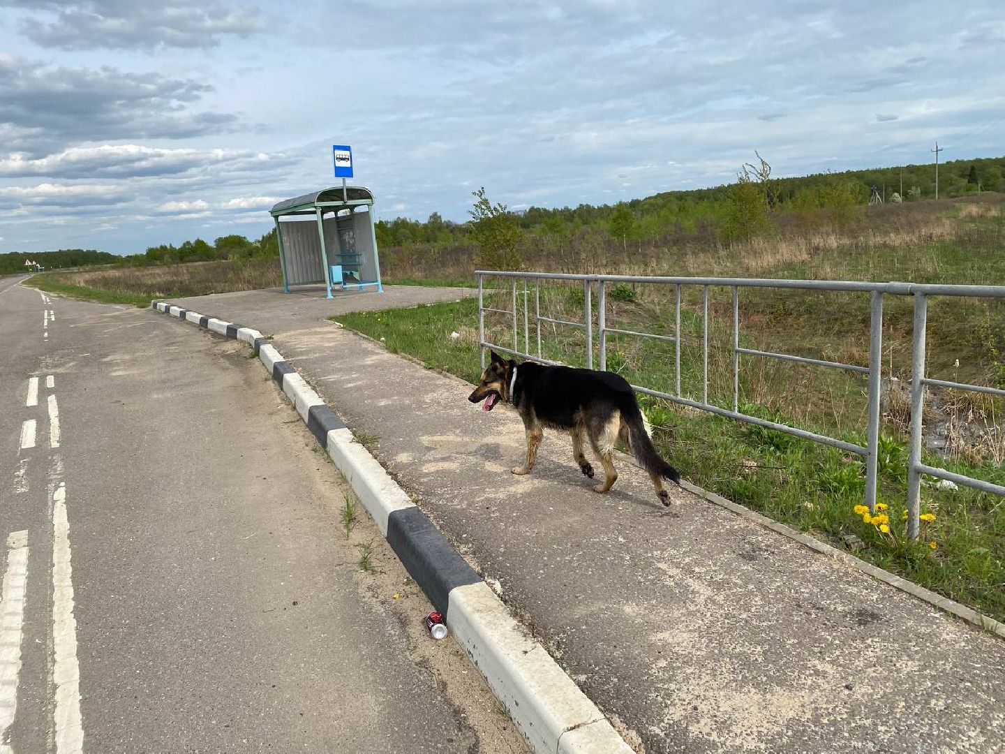 Ступино, ветклиника, клещи, животные, медицина