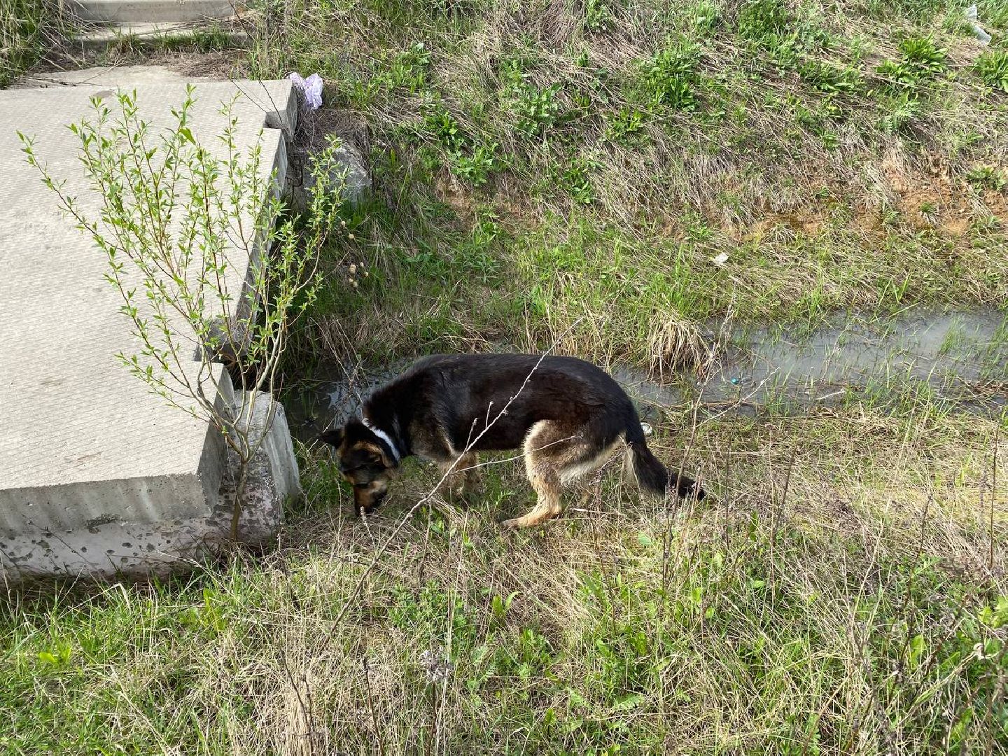 Ступино, ветклиника, клещи, животные, медицина