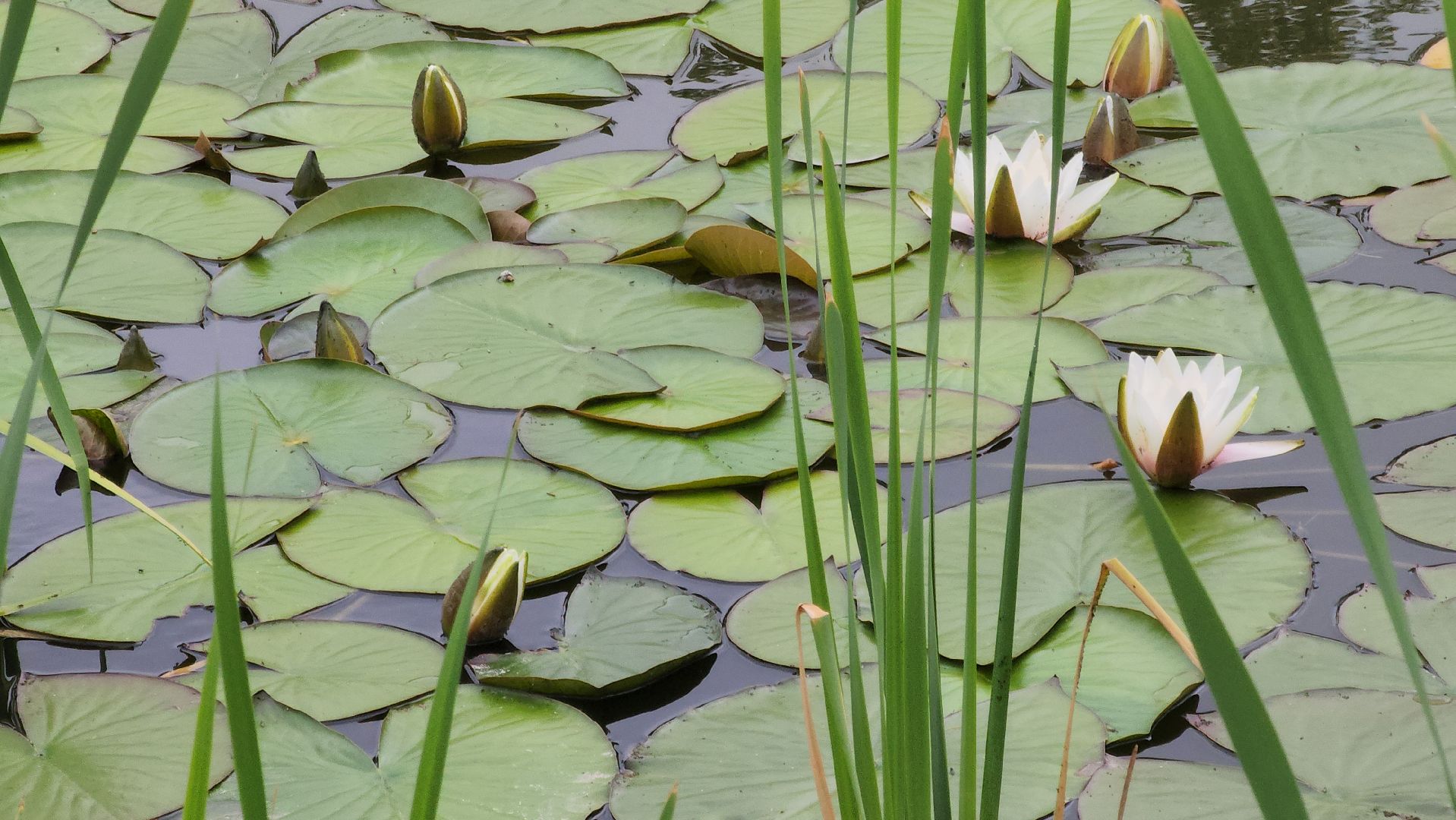Павловский Посад , Парк, Отдых ,