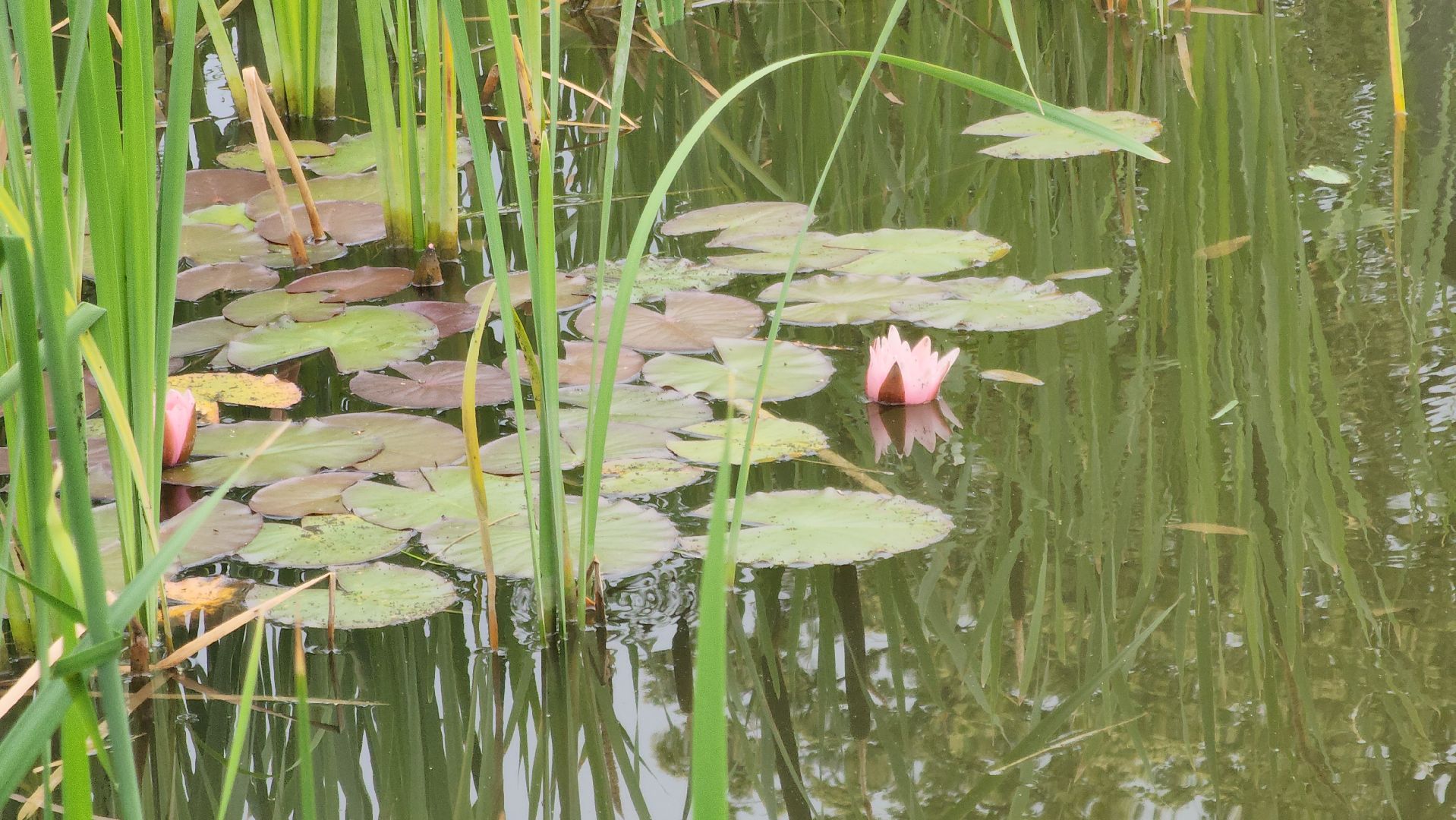 Павловский Посад , Парк, Отдых ,