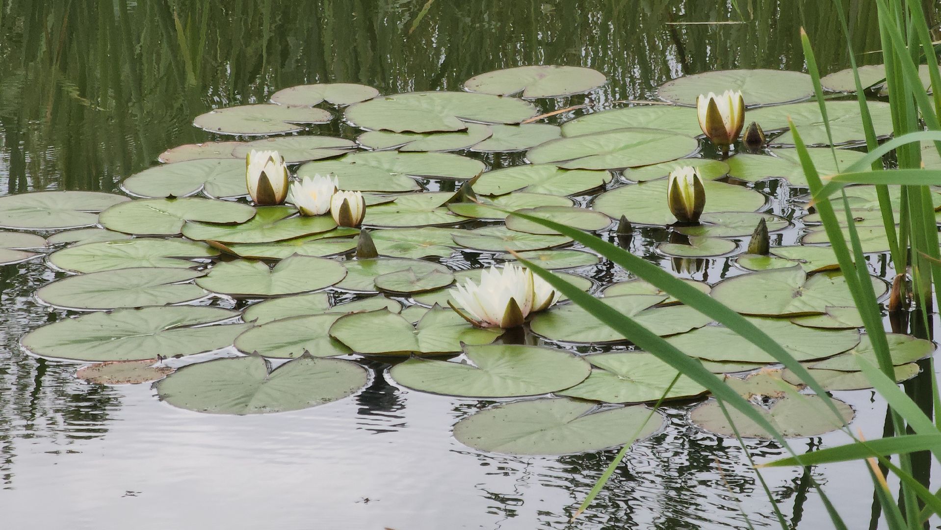 Павловский Посад , Парк, Отдых ,