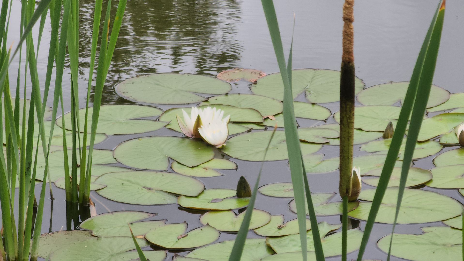 Павловский Посад , Парк, Отдых ,