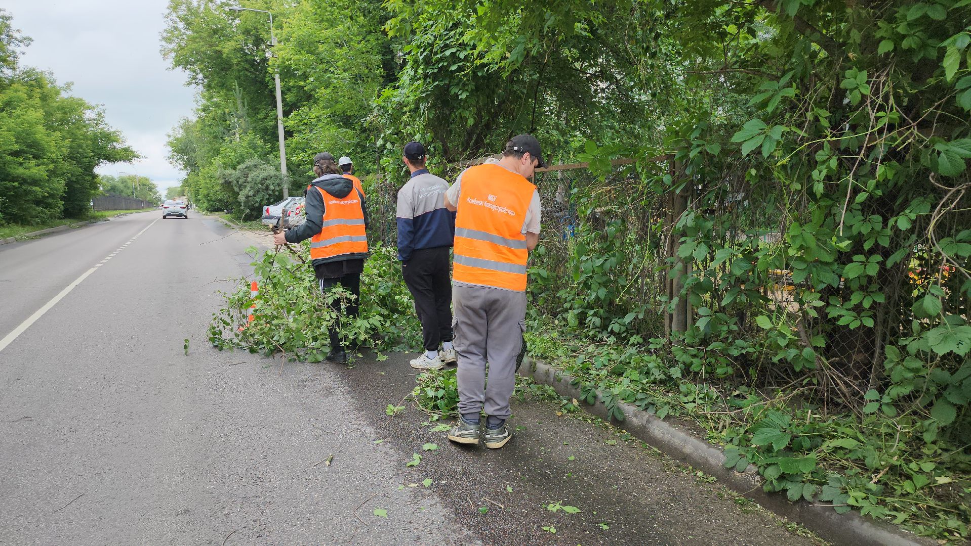 серпухов, подмосковье, опиловка деревьев,