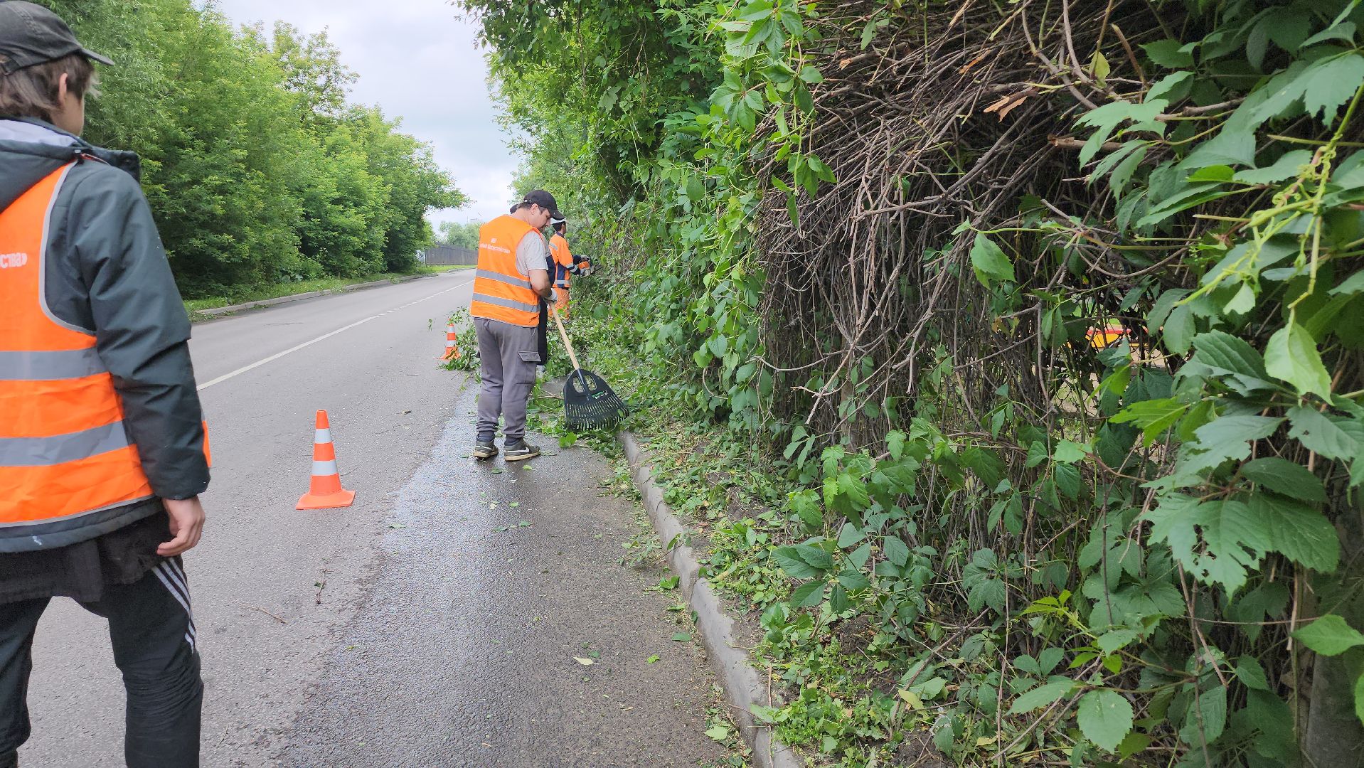 серпухов, подмосковье, опиловка деревьев,