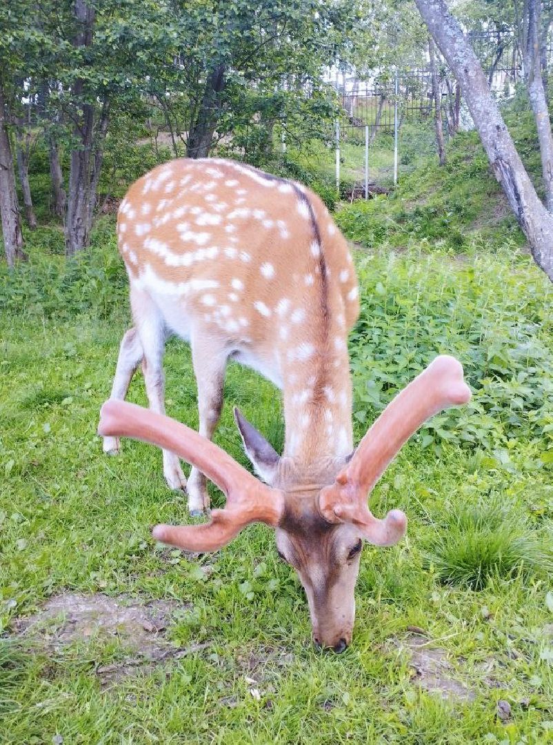ивантеевка, экопарк, парк семейного отдыха, дети с овз, дикие животные,экскурсия,прогулка,центр социального обслуживания,вертикалки,