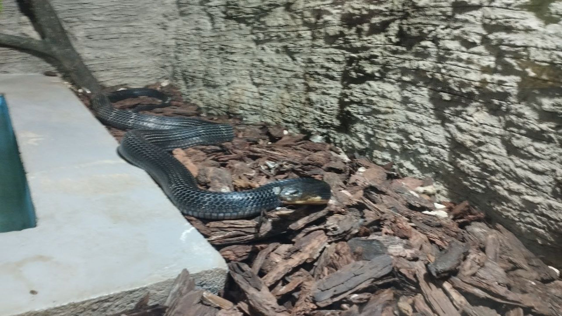 ивантеевка, экопарк, парк семейного отдыха, дети с овз, дикие животные,экскурсия,прогулка,центр социального обслуживания,вертикалки,