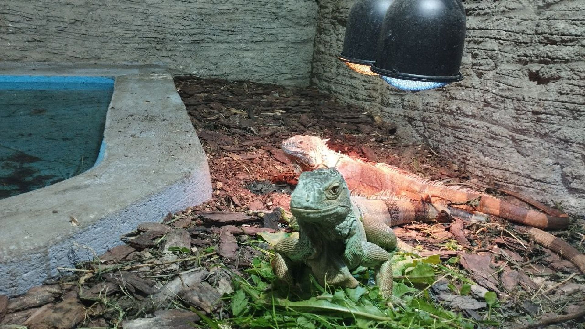 ивантеевка, экопарк, парк семейного отдыха, дети с овз, дикие животные,экскурсия,прогулка,центр социального обслуживания,вертикалки,