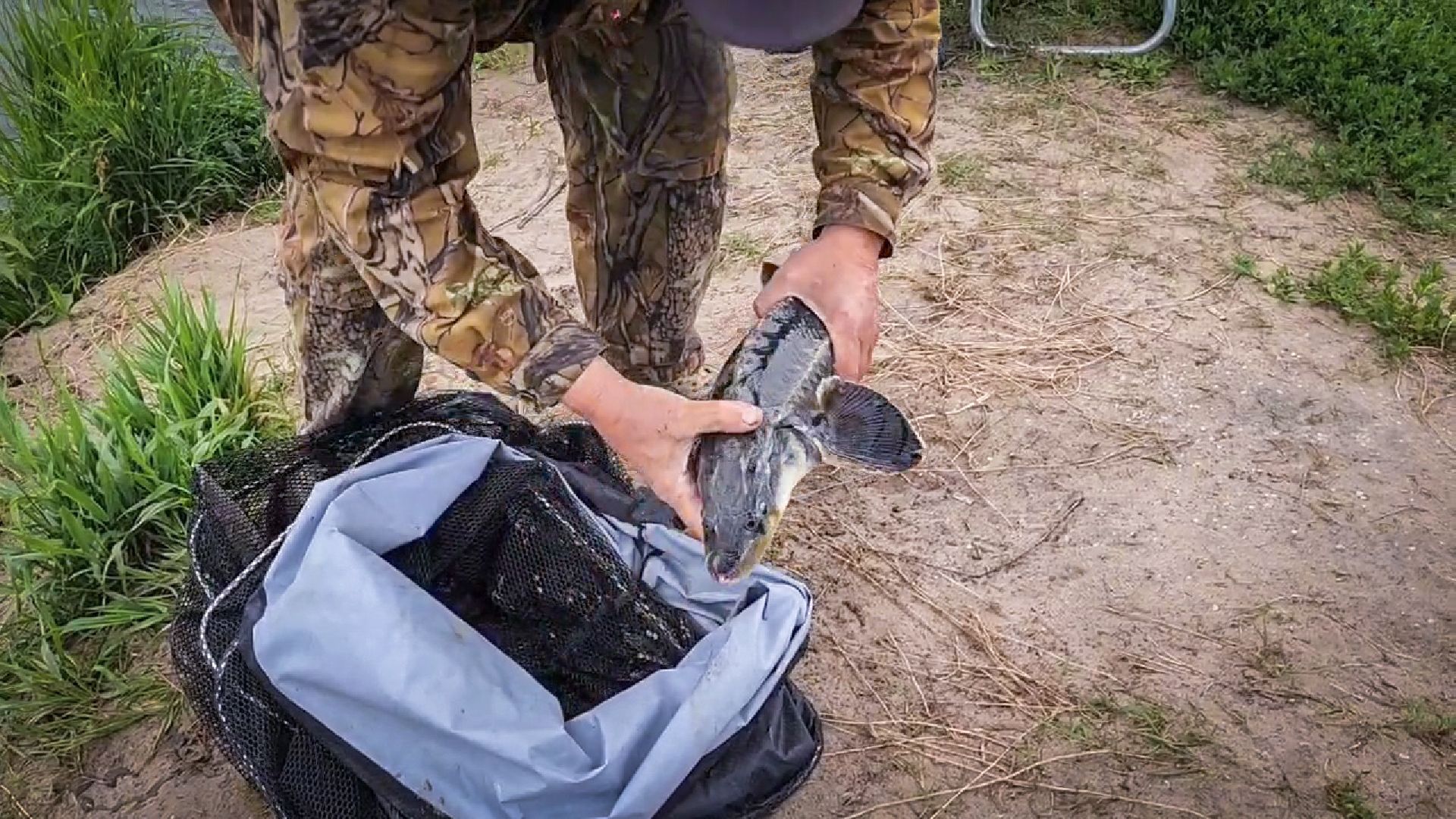 платная рыбалка , царская рыбалка , осетр,