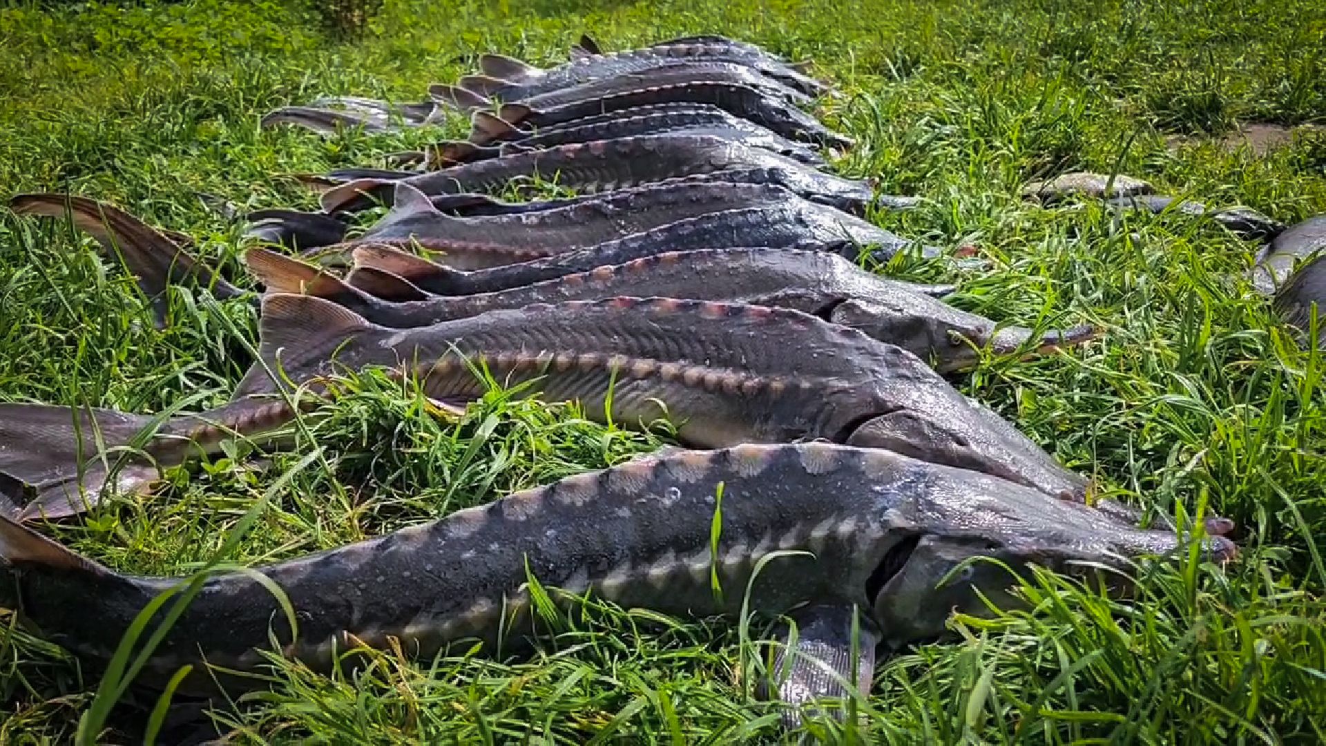 платная рыбалка , царская рыбалка , осетр,