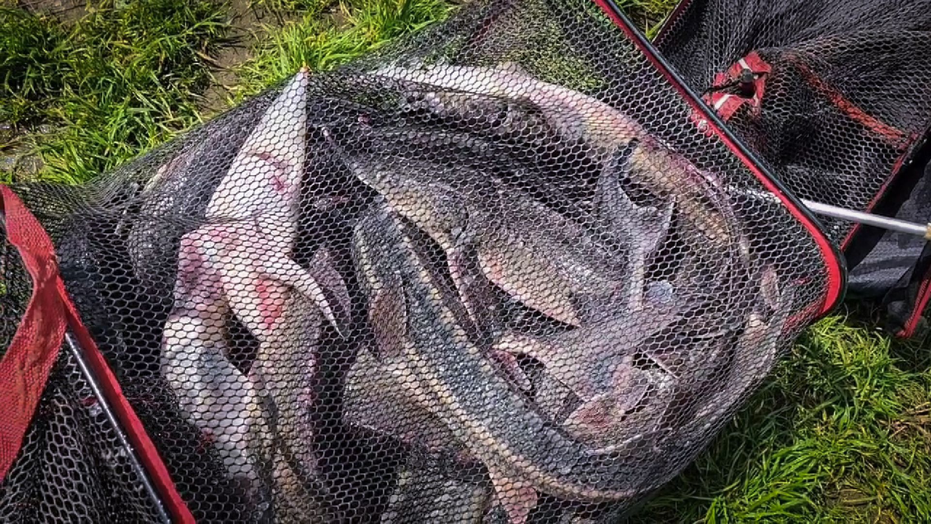 платная рыбалка , царская рыбалка , осетр,