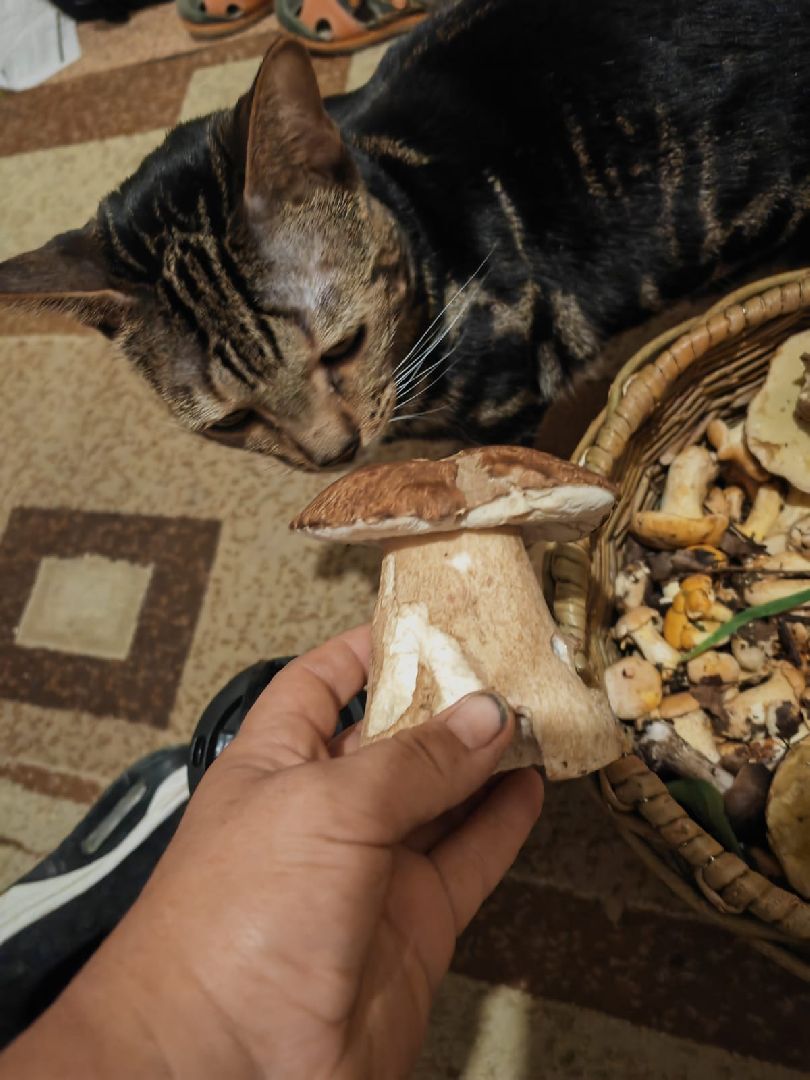 пущино, серпухов, грибы,