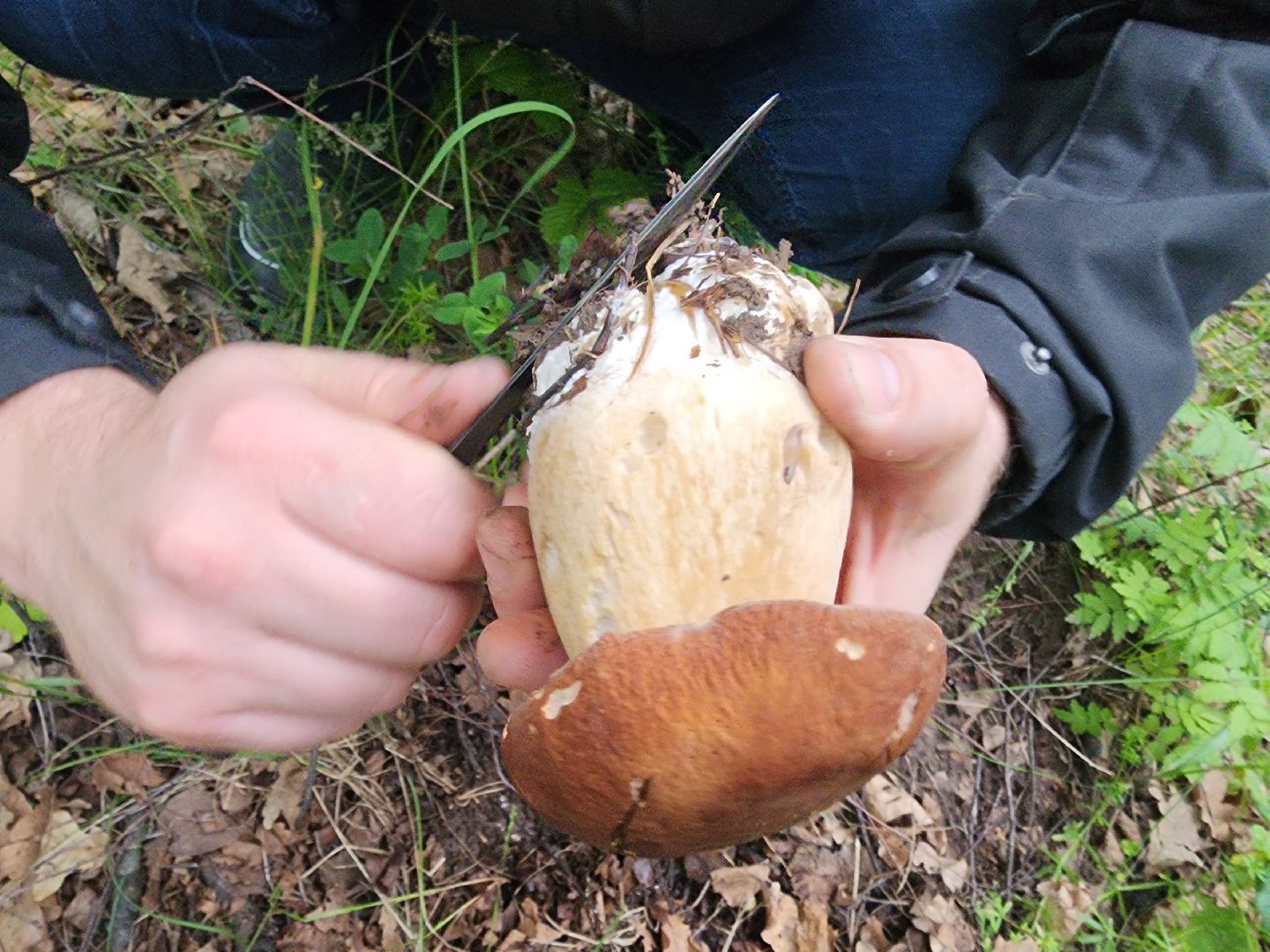 пущино, серпухов, грибы,