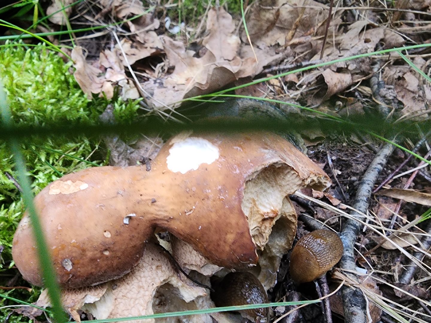 пущино, серпухов, грибы,