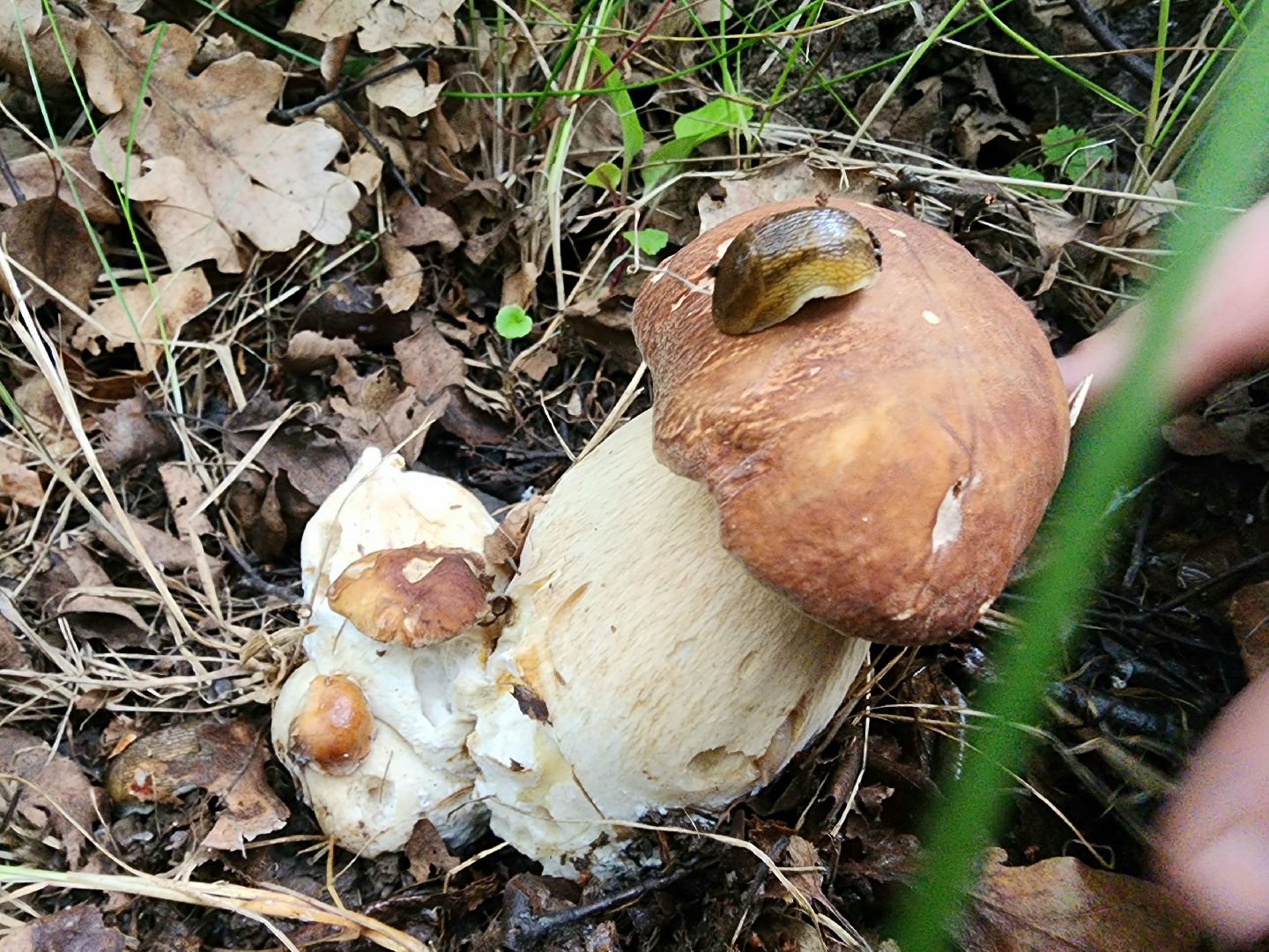 пущино, серпухов, грибы,