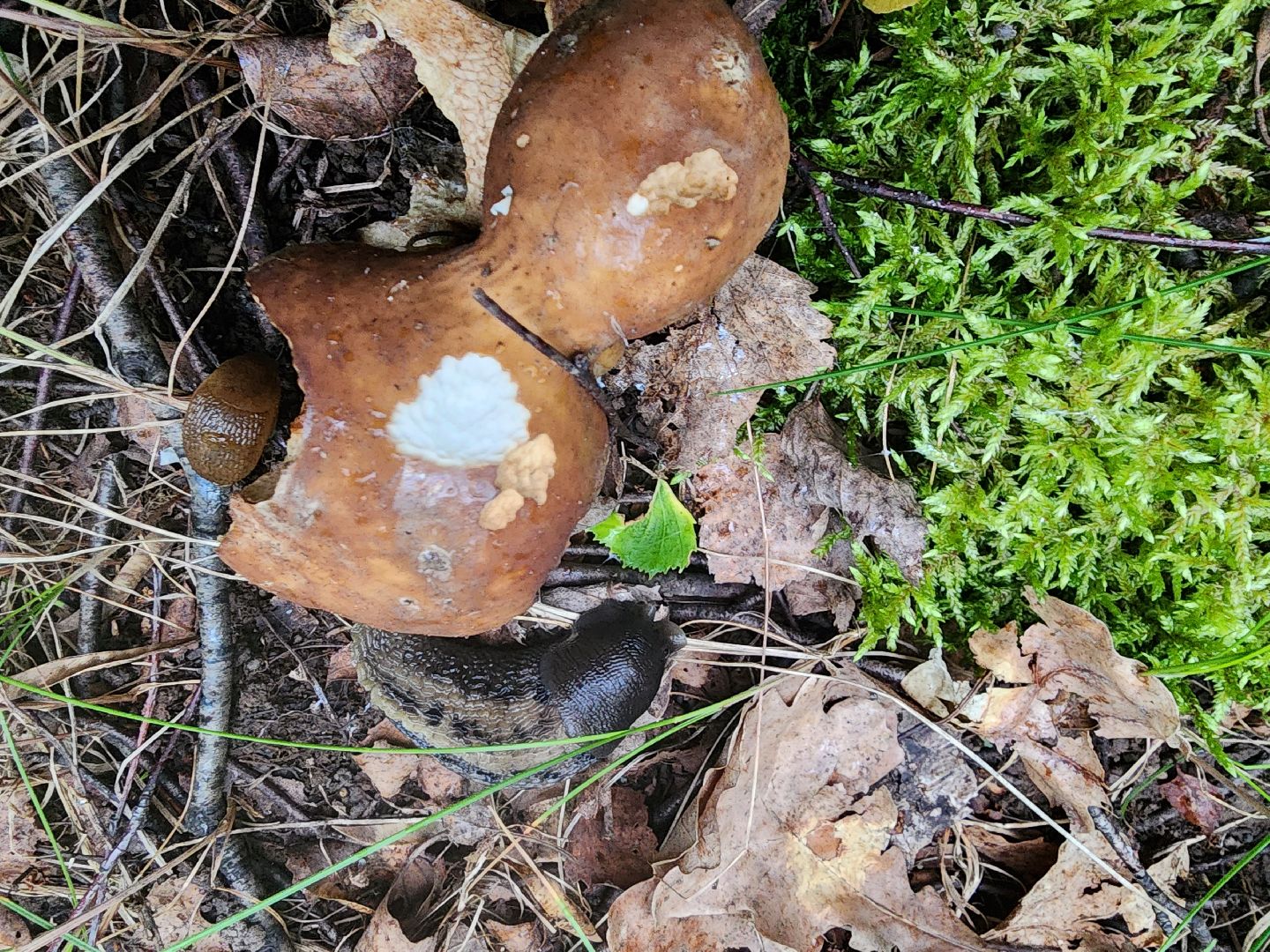 пущино, серпухов, грибы,