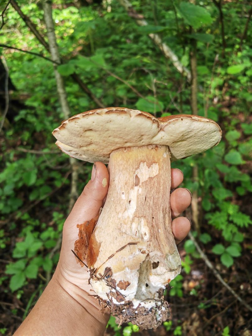 пущино, серпухов, грибы,