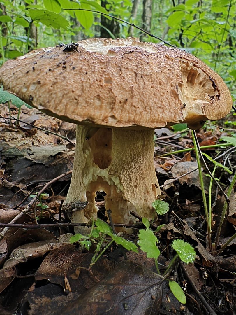 пущино, серпухов, грибы,