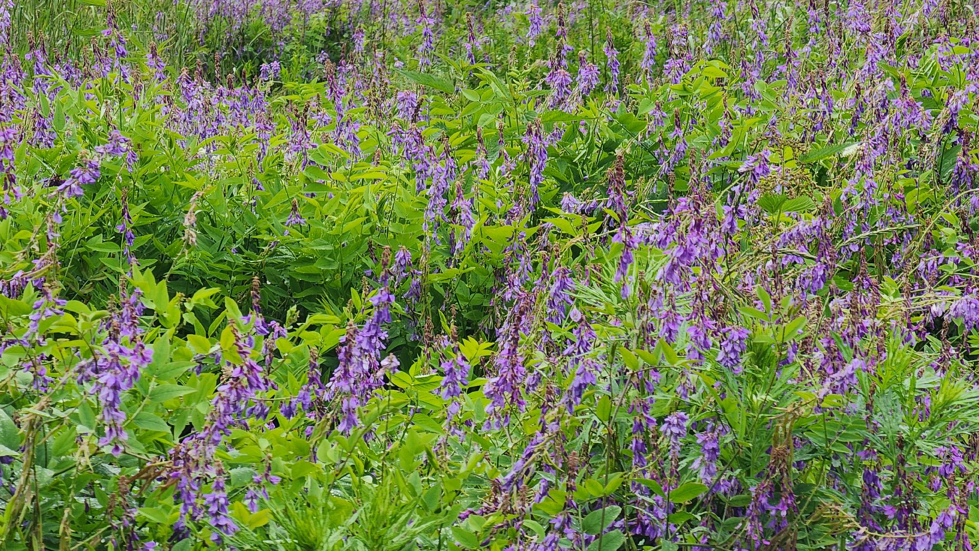 солнечногорск, деревня кресты , фотография, лето,