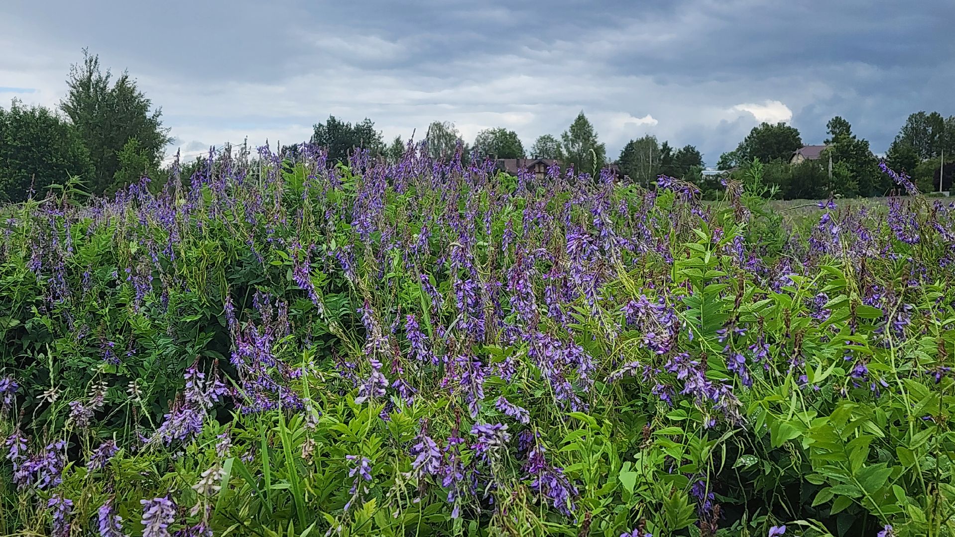 солнечногорск, деревня кресты , фотография, лето,