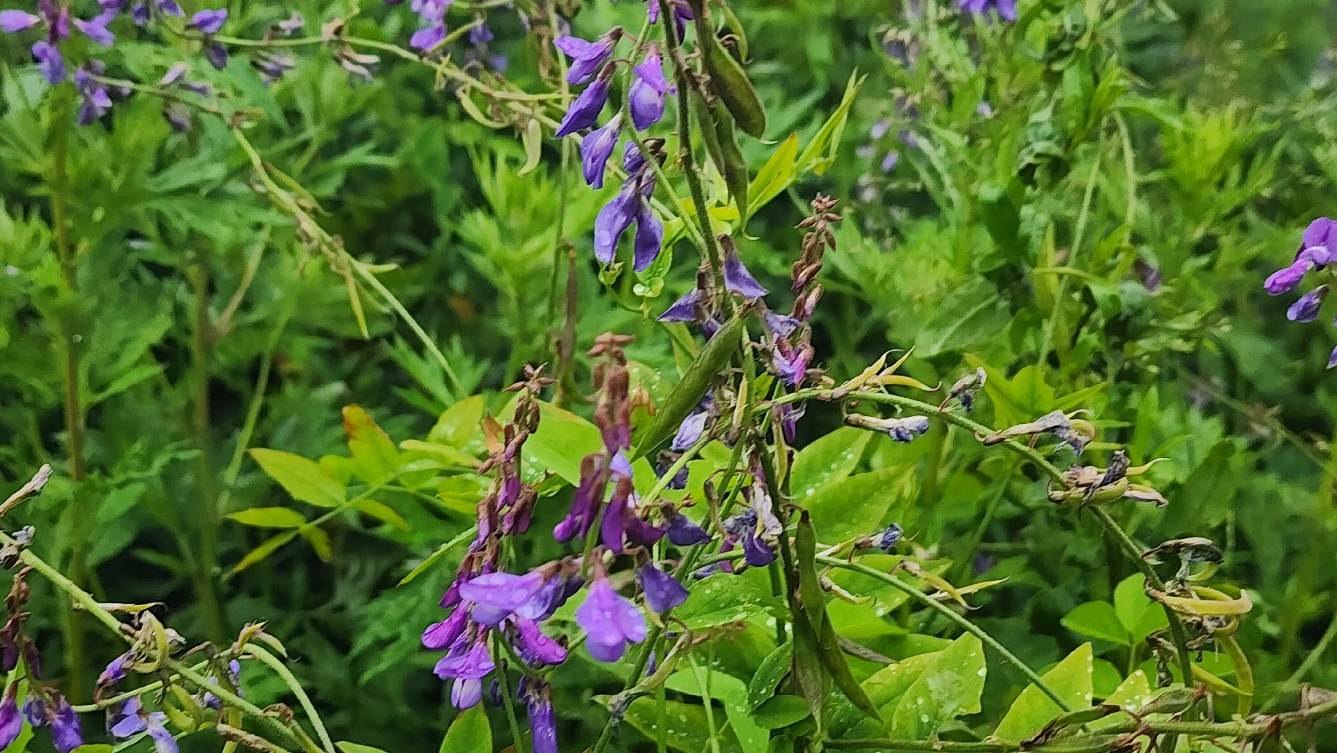солнечногорск, деревня кресты , фотография, лето,