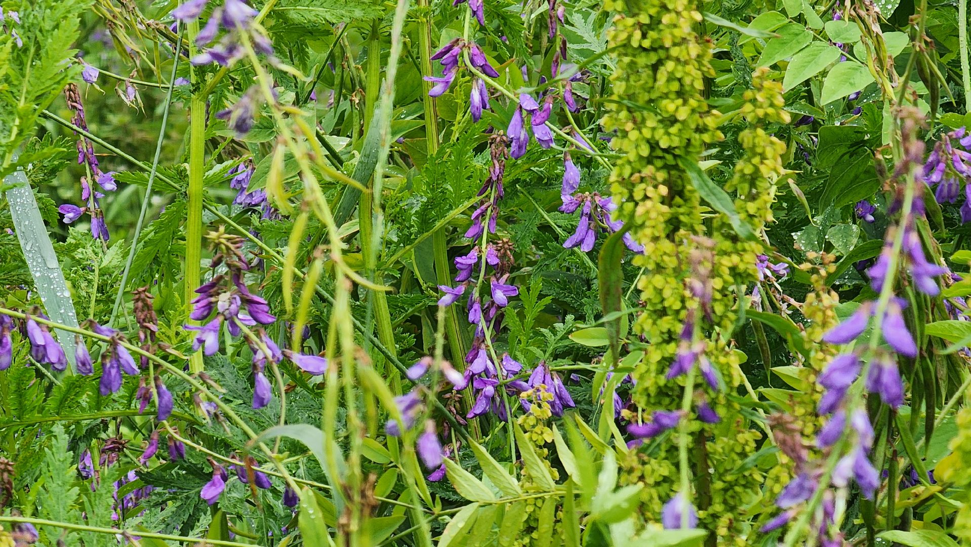 солнечногорск, деревня кресты , фотография, лето,