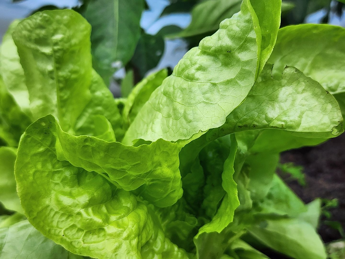 садоводство,  выращивание зелени, выращивание салата, старая купавна, богородский городской округ,