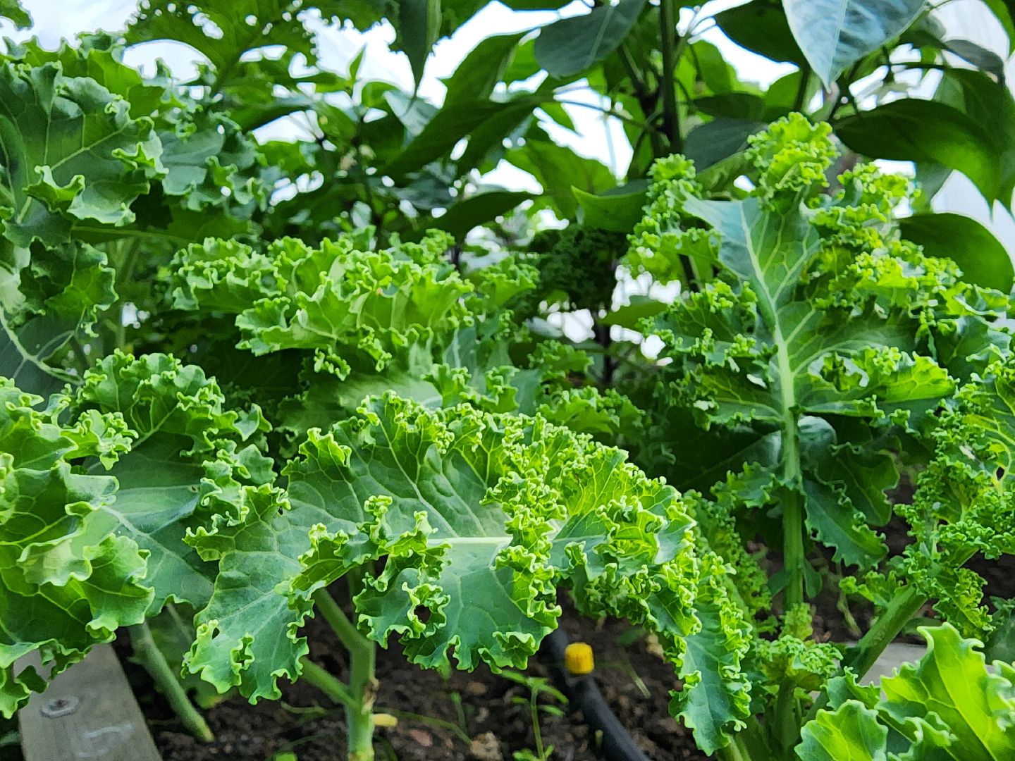 садоводство,  выращивание зелени, выращивание салата, старая купавна, богородский городской округ,