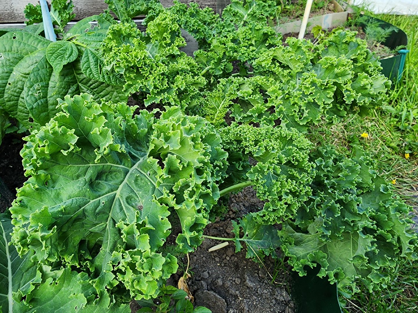 садоводство,  выращивание зелени, выращивание салата, старая купавна, богородский городской округ,