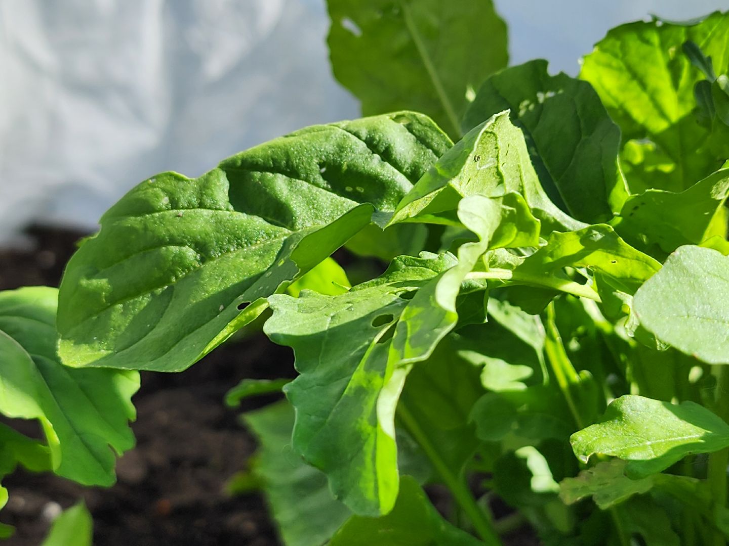 садоводство,  выращивание зелени, выращивание салата, старая купавна, богородский городской округ,