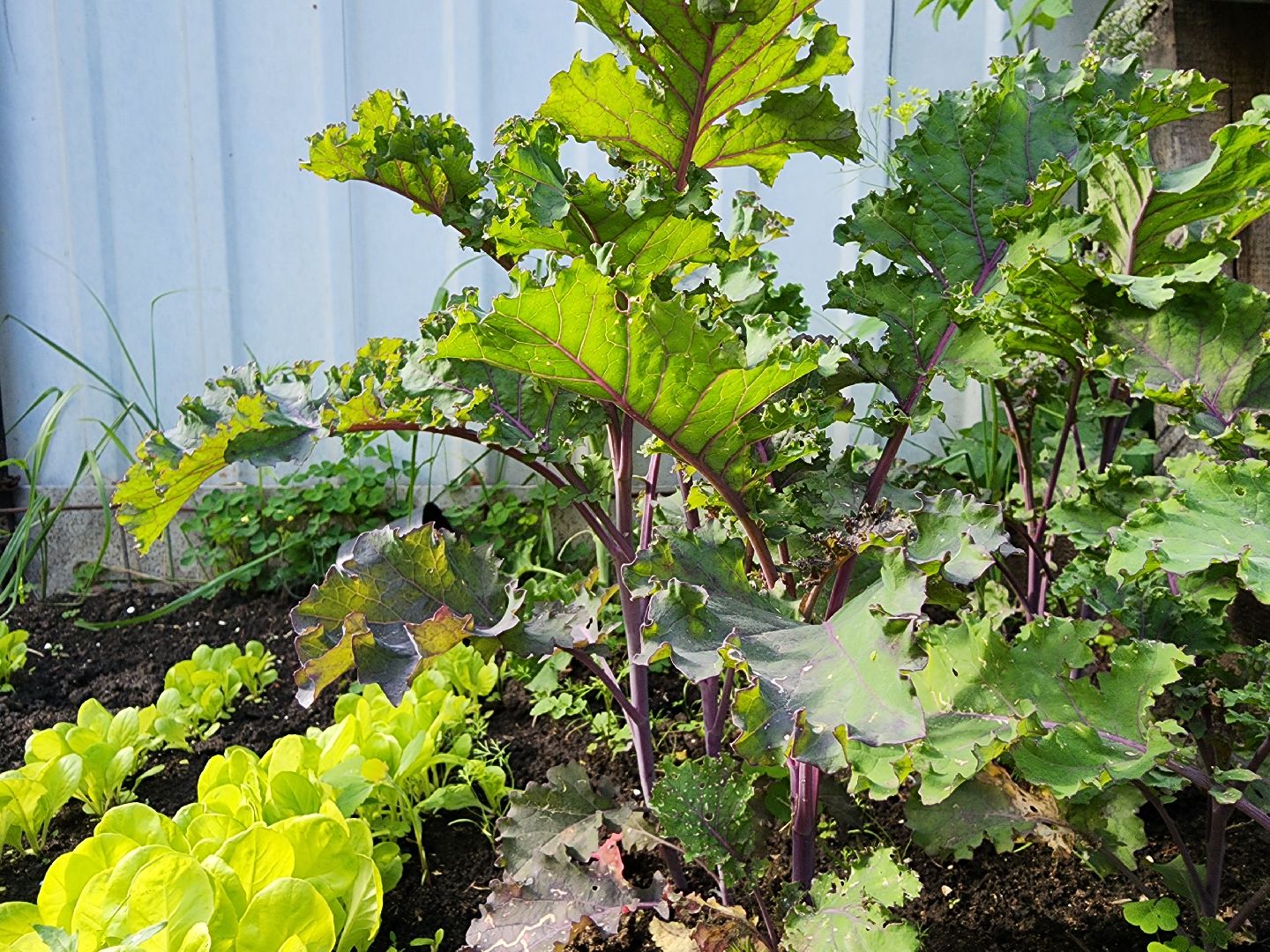 садоводство,  выращивание зелени, выращивание салата, старая купавна, богородский городской округ,